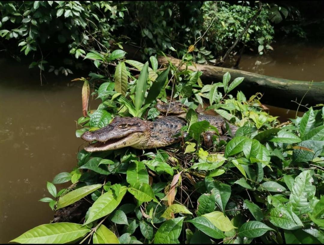 Lodge Casa Marbella Tortuguero